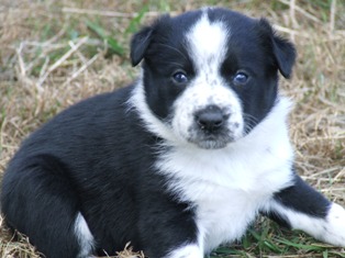 Puppy 1